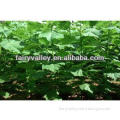 Royal Paulownia Trees Seeds For Fast Growing-High Quality